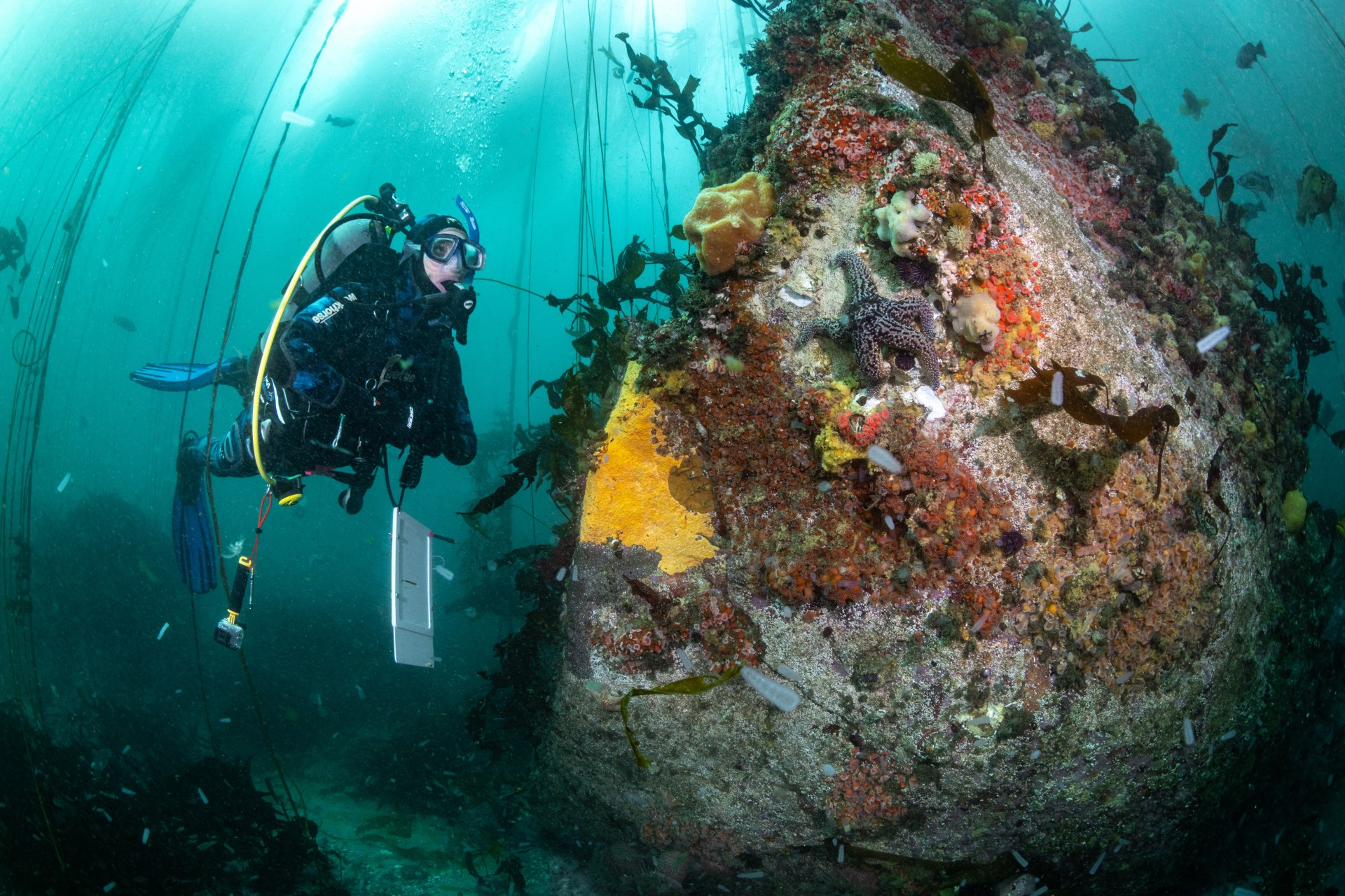 Reef Check community science volunteer conducting an ecosystem survey along the central California coast